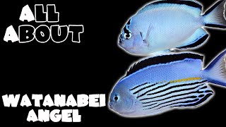 Watanabei Angelfish [upl. by Gnas]