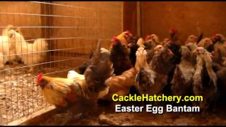 Easter Egg Bantam Chicken Breed Breeder Flock  Cackle Hatchery [upl. by Laura711]