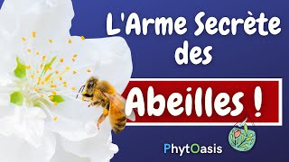 Connaissezvous les 6 Bienfaits de la PROPOLIS [upl. by Nhor120]