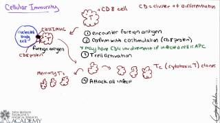 Cellular and Humoral Immunity [upl. by Iemaj650]