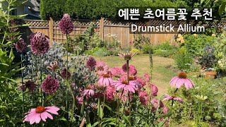 예쁜 초여름꽃 추천 Allium Drumstick 알리움 작은정원 가드닝 추식구근 Camassia [upl. by Yeldoow190]