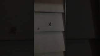 Black Widow Spiders in Inez KY  August 7th 2017 [upl. by Brodeur]