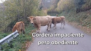 Cambiando las vacas de prao y me tengo que enfadar con la Cordera [upl. by Lertram]