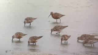 Curlew Sandpiper  Calidris ferruginea  Krombekstrandloper 9 augustus 2024 [upl. by Odel480]