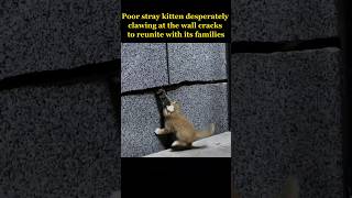 Poor stray kitten desperately clawing at the wall cracks to reunite with its families [upl. by Chloette]