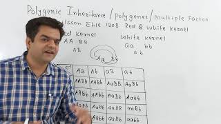 Polygenic Inheritance  Polygenes Multiple Factors [upl. by Addie370]