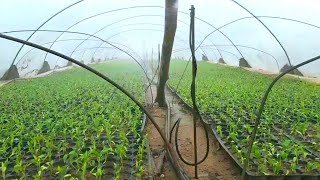 Pepper seedling irrigation system and care [upl. by Awram380]