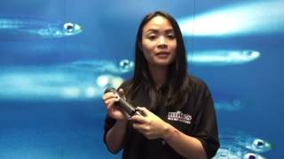 Metalsub XRE 1200 Handheld Dive Torch [upl. by Wanonah]