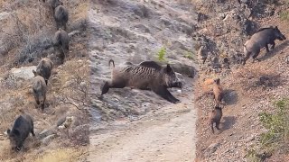 22 Wild Boar Shots in 12 Minutes BEST OF HUNTING Compilation [upl. by Dell]