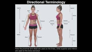 Anatomical Position and Directional Terms हिंदी में [upl. by Chavez282]