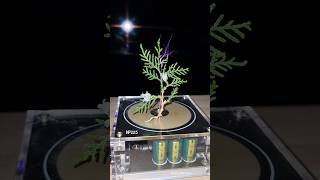 🌲Real Christmas tree teslacoil electronicmusic shorts [upl. by Zoellick]