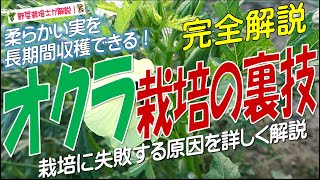 オクラ栽培の裏技（柔らかい実が秋まで収穫できる！失敗する原因を詳しく解説） [upl. by Renaldo31]