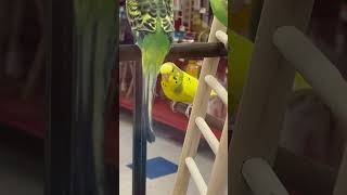 Petco Animal store 🦜 [upl. by Hakeber444]