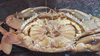 Dissection of the blue crab Callinectes external and internal anatomy [upl. by Isadore]