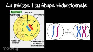La méiose [upl. by Hubing]