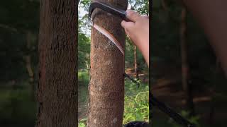 Rubber plant process🌴 rubberfarming satisfying rubberwood rubber woodworking rubbertapping [upl. by Nosredneh]