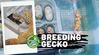 Review Cara Ternak I Breeding Leopard Gecko dan Setting Incub Telur Leopard Gecko Full Komplit [upl. by Ysirhc]