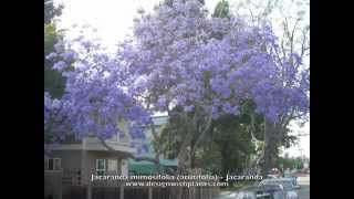 Jacaranda mimosifolia acutifolia  Jacaranda [upl. by O'Dell]