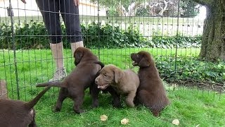 Chocolate Labrador Puppies 7 weeks [upl. by Eynttirb]