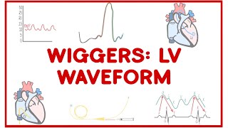 Wiggers Diagram LEFT VENTRICULAR Waveform [upl. by Woodhead]