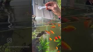 STOP Killing Your Fish With Overfeeding fish fishtank fishfood [upl. by Aruasor174]