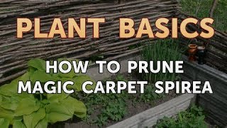 How to Prune Magic Carpet Spirea [upl. by Levan]