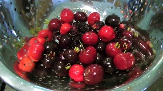 Tropical Cherries  Acerola and Grumichama  Video [upl. by Yenaffit]