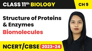 Structure of Proteins Enzymes  Biomolecules  Class 11 Biology Chapter 9  CBSE [upl. by Blader]