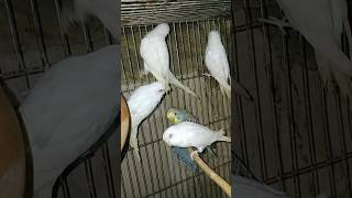 budgies birds parrot parakeet shortfeed shortsvideo [upl. by Rafaelle407]