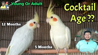 How to know cocktail parrot age  cockatiel age identification  Cocktail male and female difference [upl. by Iren]