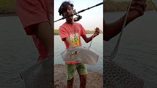 Beautiful Stingray Caught While BaitFishing Leopard Ray  Fishing In Goa stingray leopardray goa [upl. by Ylsew]