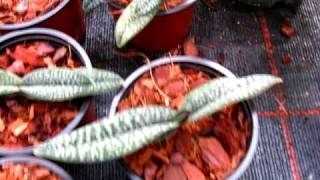 Paphiopedilum micranthum plants for sale [upl. by Airetas124]