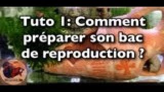 TUTO 1  Comment préparer son bac de reproduction pour Combattant [upl. by Ynnub149]