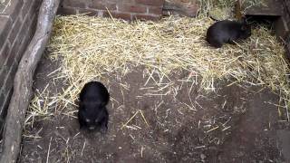 Playing with Baby Wombats [upl. by Lorou]