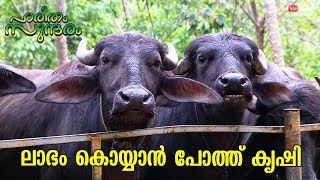 Buffalo farming for reaping large profits  Haritham Sundharam  EP 216 [upl. by Sverre]