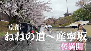 2023年3月26日 【京都の桜🌸を歩く】ねねの道〜産寧坂の桜🌸が満開 【4K】Walk in KyotoJapan [upl. by Moth]