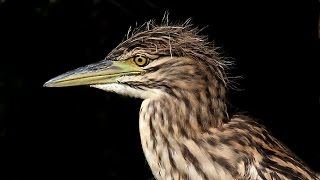 Nankeen Nightheron Adults and Immature Nycticorax caledonicus [upl. by Marala955]