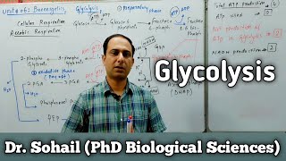 Reactions of Glycolysis  Cellular Respiration  11th Biology  MDCAT Biology  Dr Sohail [upl. by Corry]