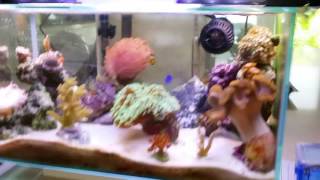 Copy of Fluval Edge 6 gallon nano saltwater reef fish tank FULLY PACKED  Nov 3 2013 [upl. by Afatsum820]