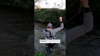 Big New Zealand trout know how to destroy you [upl. by Damick]