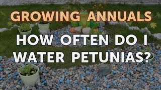 How Often Do I Water Petunias [upl. by Edora]