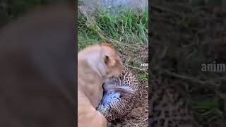 Intense Fight Lion Lost The Fight animals shortvideo entertainment [upl. by Wicks]