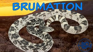 How We BRUMATE Our SNAKES [upl. by Cline]