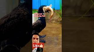 Cormorant 🦤eat 😱big Fish 🐟 cormorant duck animals wildlife carpy corbet shortfeed wildduck [upl. by Ahsilram]