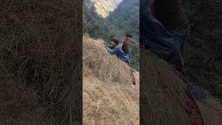 Grass harvest part2rural nepal [upl. by Neufer]