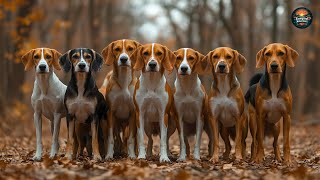 Australian Farmers Raise 273000 Cattle Dogs This Way  Farming Documentary [upl. by Fedora34]