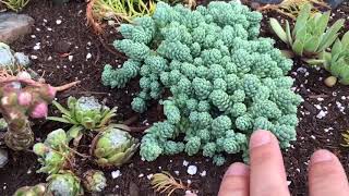 LET’S PLANT ep1 Izastyle cold hardy succulent rock garden  Northeastern US [upl. by Adnohsar29]