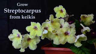 Grow Streptocarpus From Keikis Baskets or Baby Plants [upl. by Marrilee627]