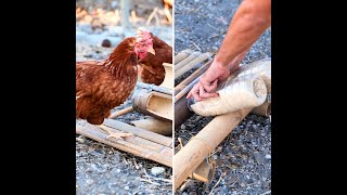 DIY RatProof Chicken Feeder for Your Farm imade [upl. by Dhu]