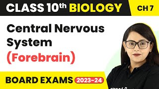 Central Nervous System Forebrain  Control and Coordination  Class 10 Biology [upl. by Mehta]